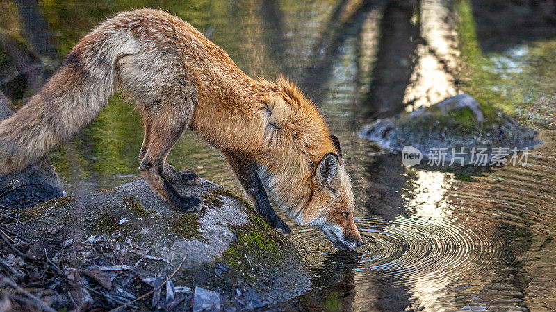 红狐狸(Vulpes Vulpes)， Renard roux。